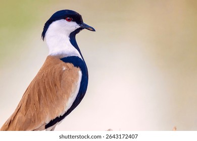 Spur-Winged Lapwing (Vanellus spinosus) standing on the mangrove desert with blurred background. Close up Portrait view of Spur-winged lapwing.