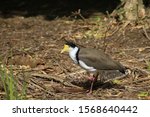 Spur-winged plover is a beautiful yellow faced bird found in New Zealand