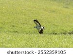 Spur-winged plover bird in flight over in green grassy field at Wallingford, New Zealand.