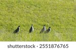 Spur-winged plover birds in green grassy field at Wallingford, New Zealand.