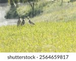 Spur-winged plover birds in green grassy field  as if having a discussion,