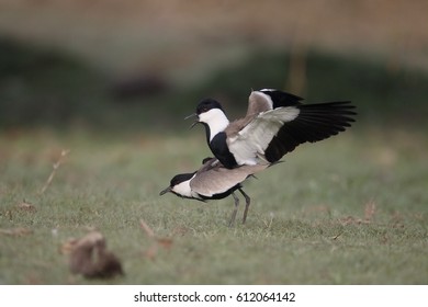 Spur-winged Plover,  Vanellus Spinosus, Two Birds Mating, Gambia, 