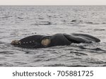 Spying whale, Spyhopping, Patagonia