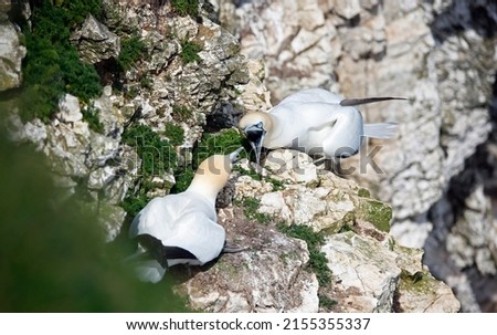 Squabbling gannets at their nests on the cliffs