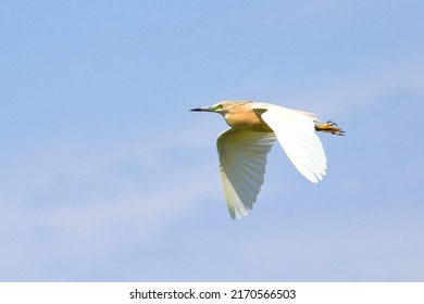 The squacco heron (Ardeola ralloides) is a southern European waterbird. White and golden plumage. Flying bird in the blue sky. Wildlife of France and the Camargue