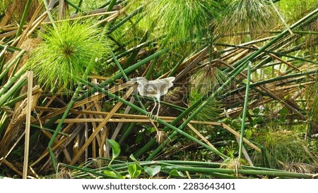 Squacco heron bird on the papirus plant, Uganda
