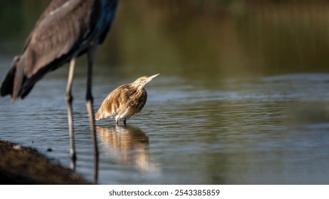 SQUACCO HERON BIRD STANDING IN WATER LOOKING UP COPY SPACE - Powered by Shutterstock