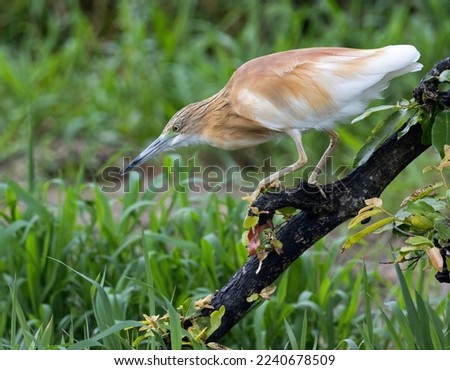 a Squacco Heron stalking it's prey at Lake Panic in the Kruger National Park