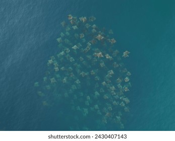 Squadron of Mobula Rays heading north into the Sea of Cortez