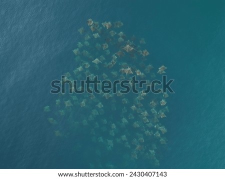 Squadron of Mobula Rays heading north into the Sea of Cortez