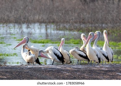 Squadron Of Pelicans Preening Themselves At Chinchilla Weir, Queensland