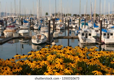 Squalicum Harbor In Bellingham, Washington, Is Decorated With Spring Flowers Along The Promenade. Squalicum Harbor Is Used By Both Private Watercraft And Commercial Fishing Boats. 