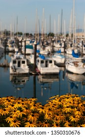 Squalicum Harbor In Bellingham, Washington, Is Decorated With Spring Flowers Along The Promenade. Squalicum Harbor Is Used By Both Private Watercraft And Commercial Fishing Boats. 