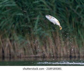 Squalius Cephalus Jumping Over Veleka River