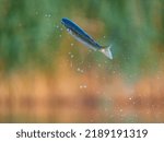 Squalius cephalus jumping over the water