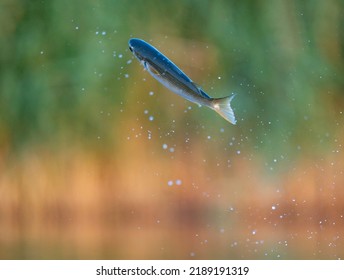 Squalius Cephalus Jumping Over The Water