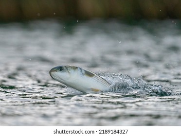 Squalius Cephalus Showing Out Of The Water