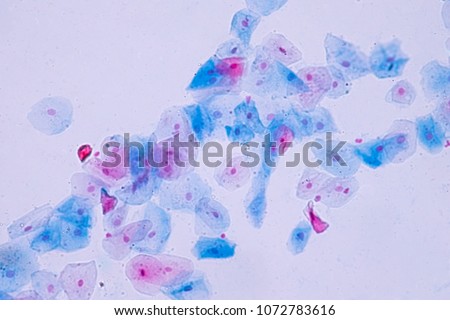 Squamous epithelial cells under microscope view for education histology. Human tissue.