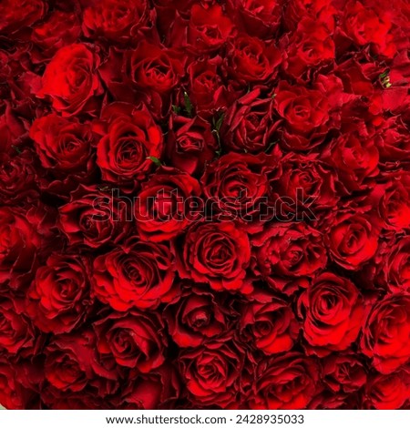 A square background of red roses. Top view, texture. Women's day.