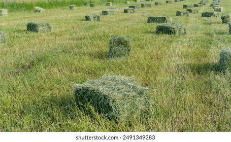 Square bales of hay arranged in rows in a line on a field. Freshly harvested green hay on a sunny day.
 - Powered by Shutterstock