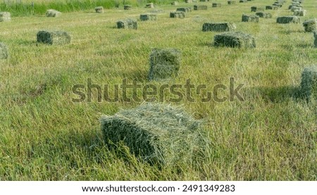 Image, Stock Photo Fresh hay Hay Hay harvest