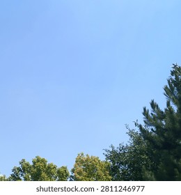 Square composition of a clear blue sky above mixed green treetops with generous copy space for creative layouts.
