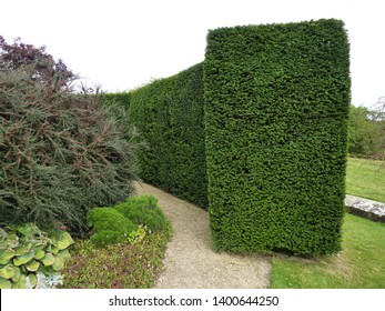 A Square Ended Topiary Box Tree Hedge.