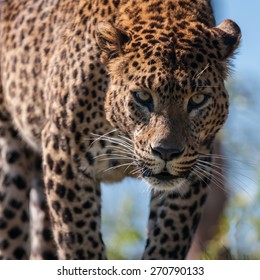 Jaguar Cat Images, Stock Photos & Vectors | Shutterstock