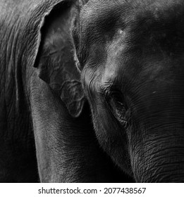 square format of elephant in black and white 