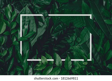Square frame, Creative layout made of tropical flowers and leaves with paper card note. Flat lay. Blank for advertising card or invitation. Flat lay. Nature concept.