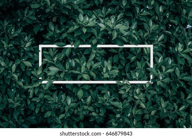 Square frame, Creative layout made with green leaves background. Blank for advertising card or invitation. Nature concept. Summer poster.