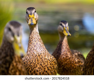 Square Icon Photo Of Female Mallard Duck Hen Close Up Looking At Camera Face Forward Beak Bill Head Neck Brown Feathers Funny Picture