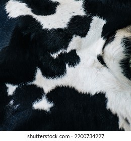 Square image of a cow hide texture. It has a black color with white spots. Lean and soft wool. A living animal close up. - Shutterstock ID 2200734227