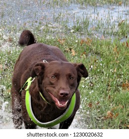 Square Image Of A Happy Chocolate Lab Running Through A Puddle In The Park While Wearing A Green Harness.