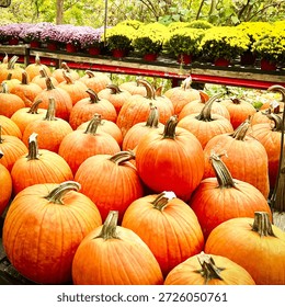 square image of pumpkins and mums in the fall