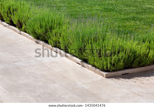 square marble sidewalk and flowerbed with lavender\
blooming and green lawn, closeup of the backyard on a sunny summer\
day.