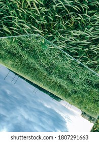 Square mirror in wheat ears with reflected blue sky and white clouds