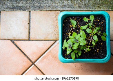 Square Plant Pot With Basil On A Geometric Floor With Triangles And Rectangles. Orange Background And Blue Plant Pot. Top View