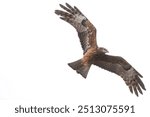 Square tailed kite (Lophoictinia isura) hunting along a ridge line against a bright white sky.