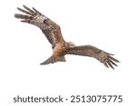 Square tailed kite (Lophoictinia isura) turning in the air as it hunts along a ridge line against a bright white sky.