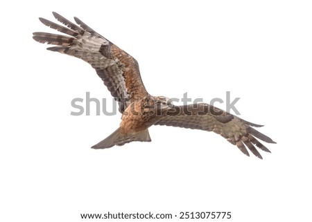 Similar – Awesome bird of prey in flight