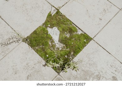 Square tile with missing center and moss growth for nature reclaiming urban space concept