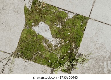 Square tile with missing center and moss growth for nature reclaiming urban space concept