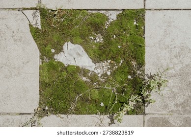 Square tile with missing center and moss growth for nature reclaiming urban space concept
