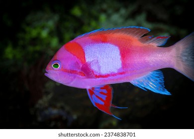 The Squarespot Anthias (Pseudanthias pleurotaenia) is a dazzling reef fish found in the Indo-Pacific region.