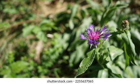 Squarrose knapweed, bright purple wild flower. Autumn shot - Shutterstock ID 2255637065