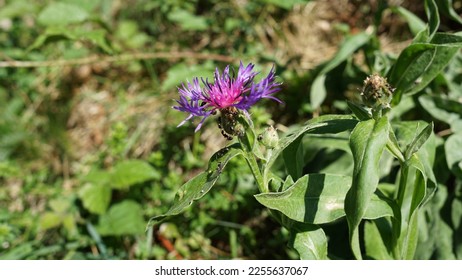 Squarrose knapweed, bright purple wild flower. Autumn shot - Shutterstock ID 2255637067