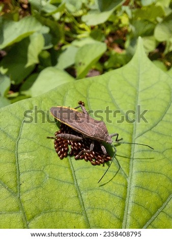 Squas bug (Anasa tristis) are laying their eggs on the leaves
