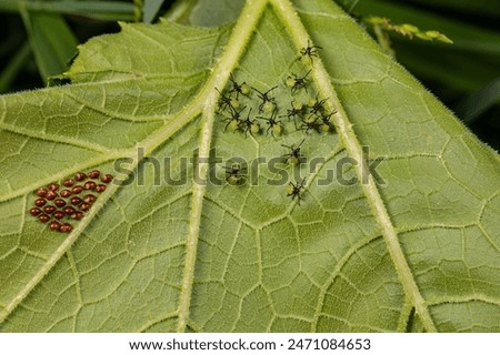 Squash beetle eggs and larvae instar on the underside of pumpkin plant leaf. Garden insects, gardening and agriculture pest control concept.