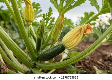 Squash Bloosoms. Zucchini Plant